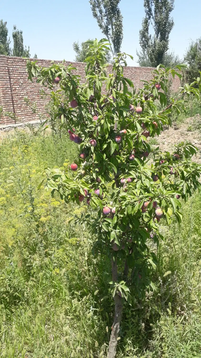 زمین ۶۰۰مترمربع