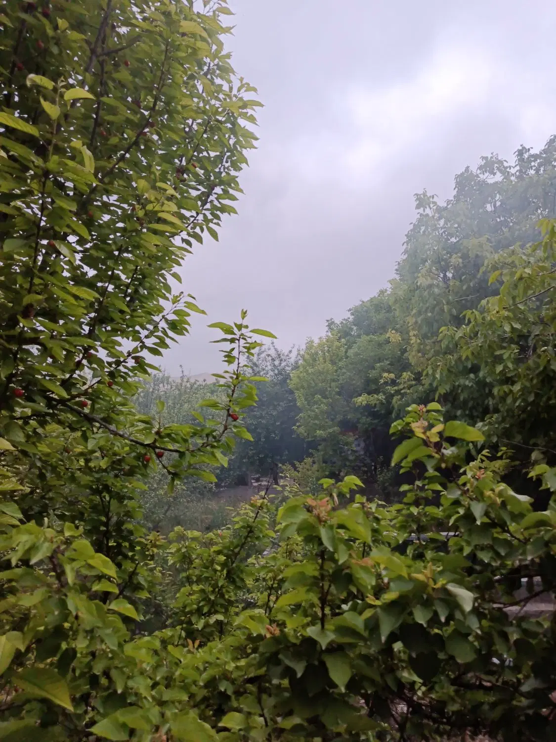 باغ گیلاس