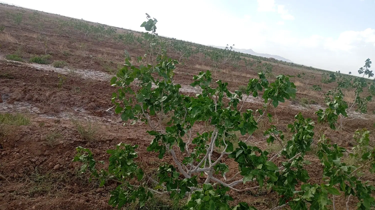 زمین کشاورزی 12ساعت آب چاه موتور