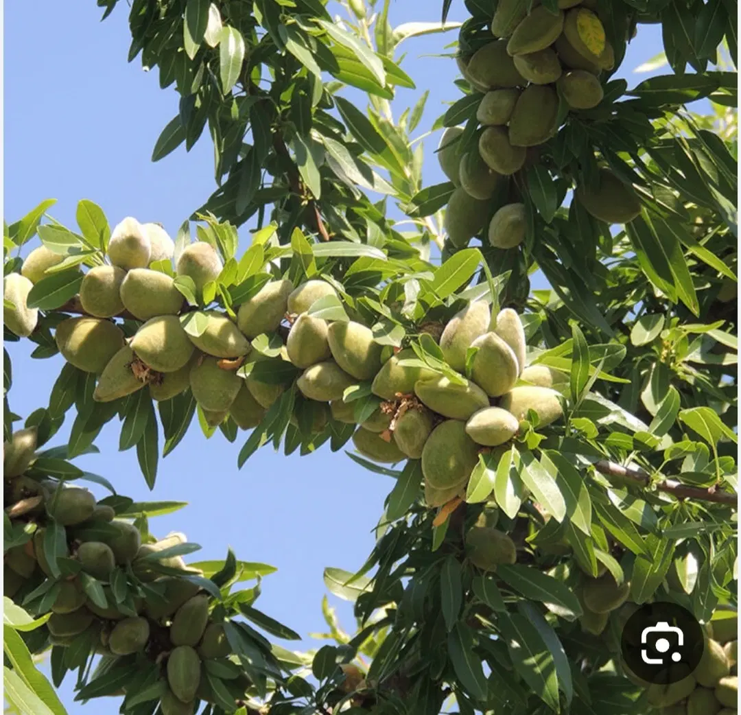 فروش باغ بادام قدیم آباد