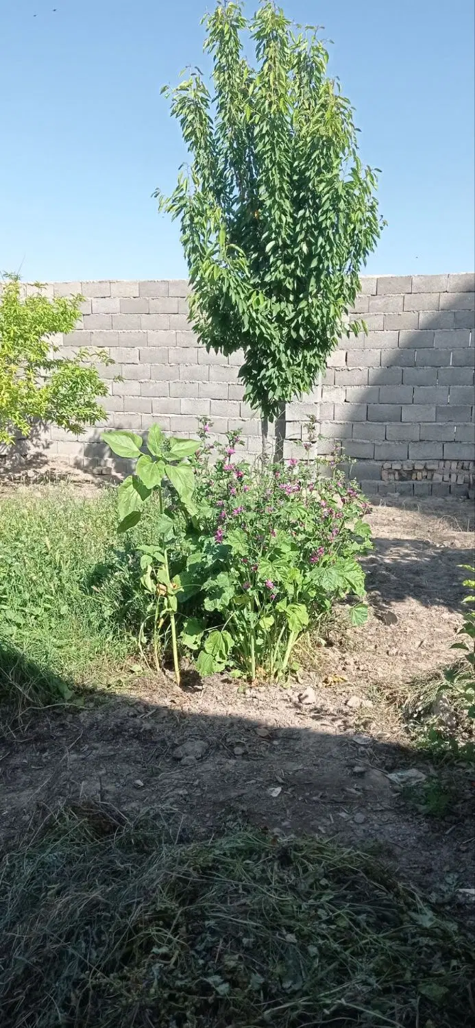 خانه باغ
