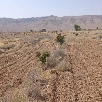 باغ.زمین.باغچه.انجیر.پسته