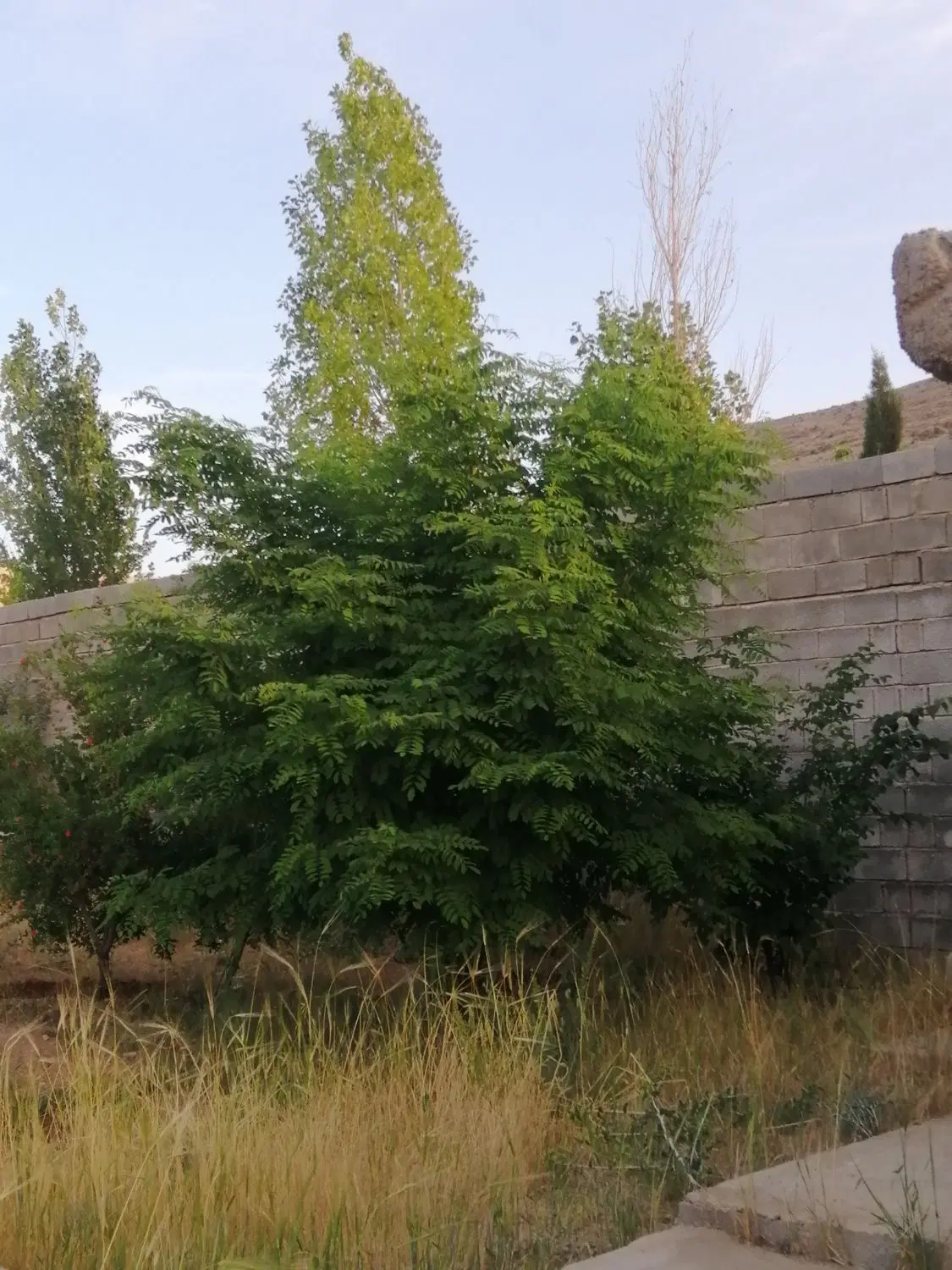 باغ 1000 متری مجموعه فاتحی