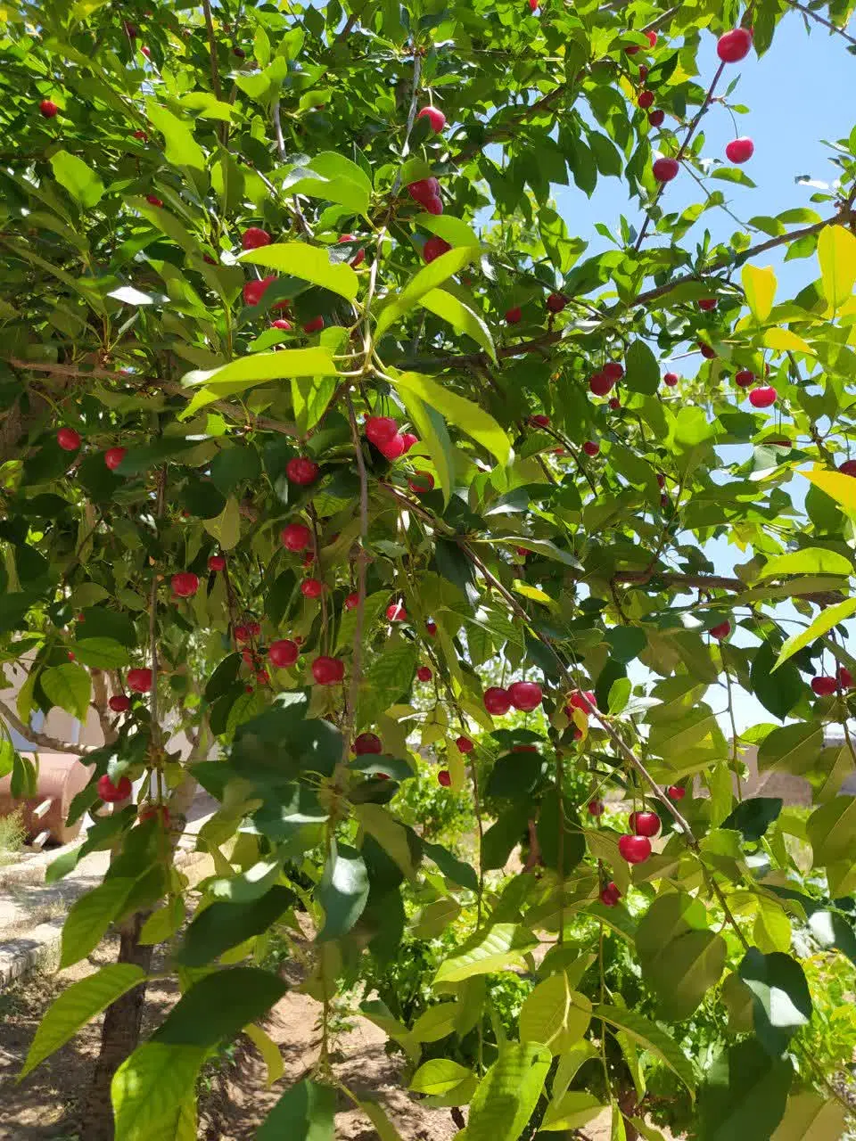 فروش زمین مسکونی روستای مزرعه نو