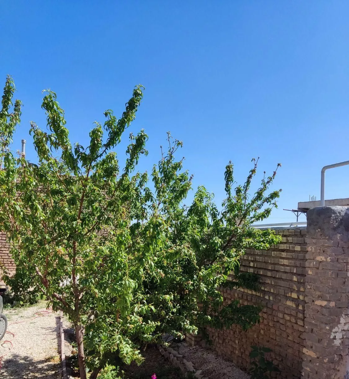 اجاره ویلایی دربست