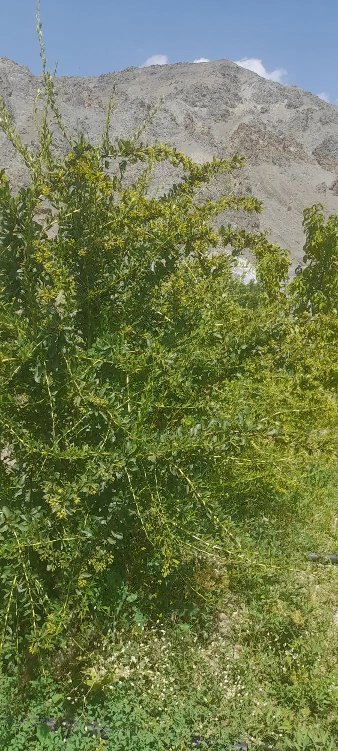 باغ فروشی سمت بهدان