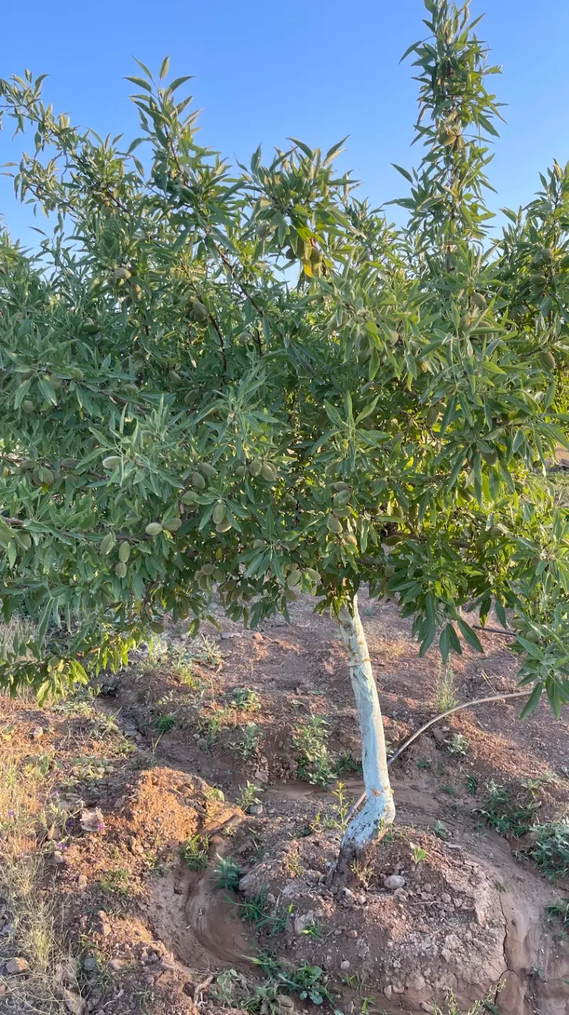 باغ ویلا