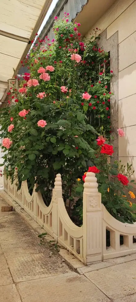 باغ ویلا شمشاد