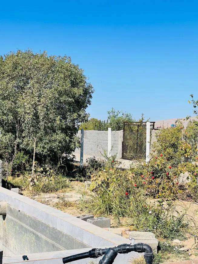 باغچه ۱۰۰۰ متری