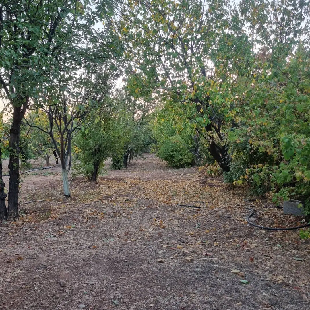 فروش باغ شهری کوهمره