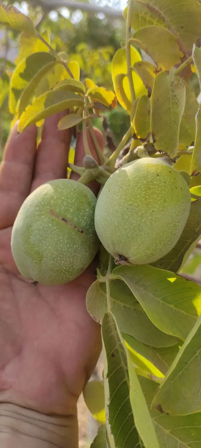باغ ۲هزار متری طرح عمان با فنس و آلاچیق ودستشویی