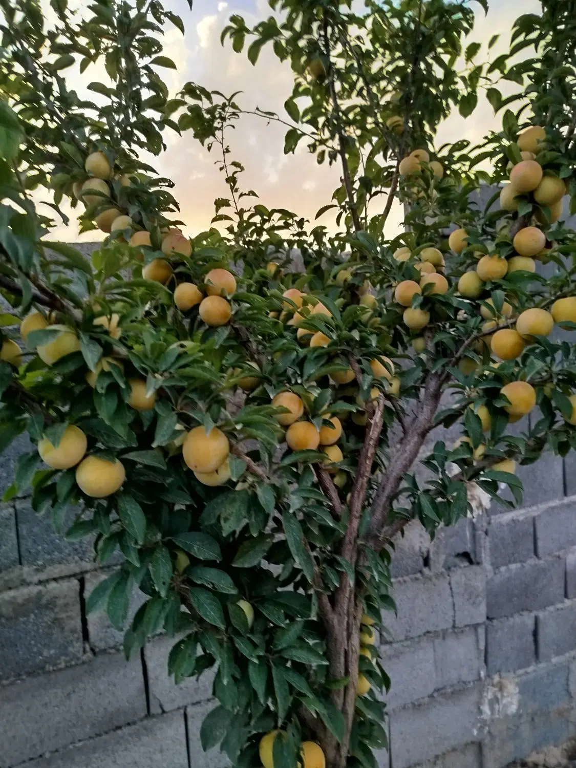 زمین باغ ۵۰۰ متری شاهنامه ۸۰