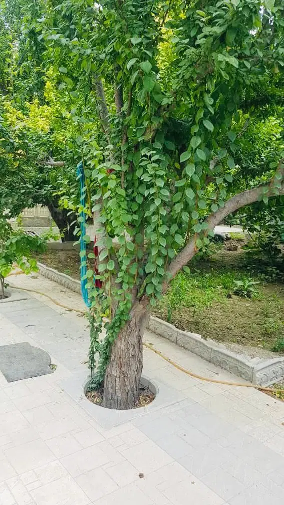 باغچه ۴۶۰ متر۴دیواری سند تک برگ شهریار لم آباد