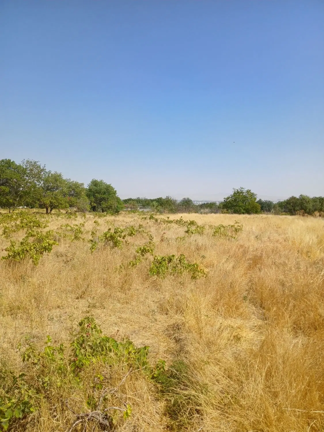 باغ،زمین