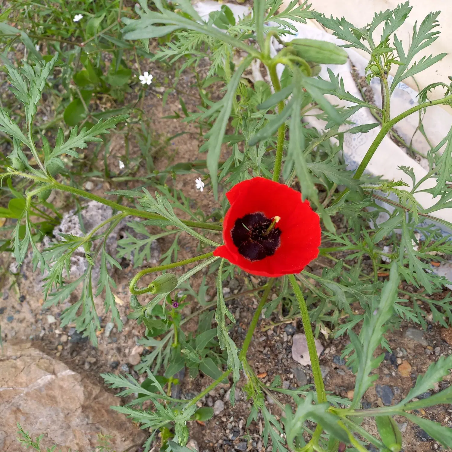 زمین مزروعی