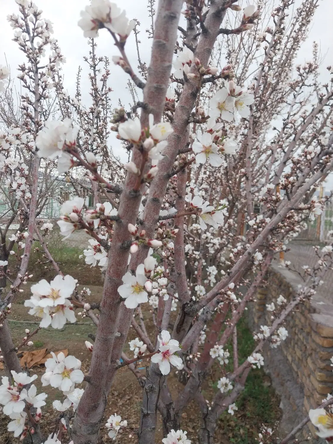 زمین ویلایی