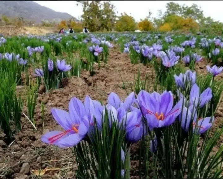 زمین کمالوند