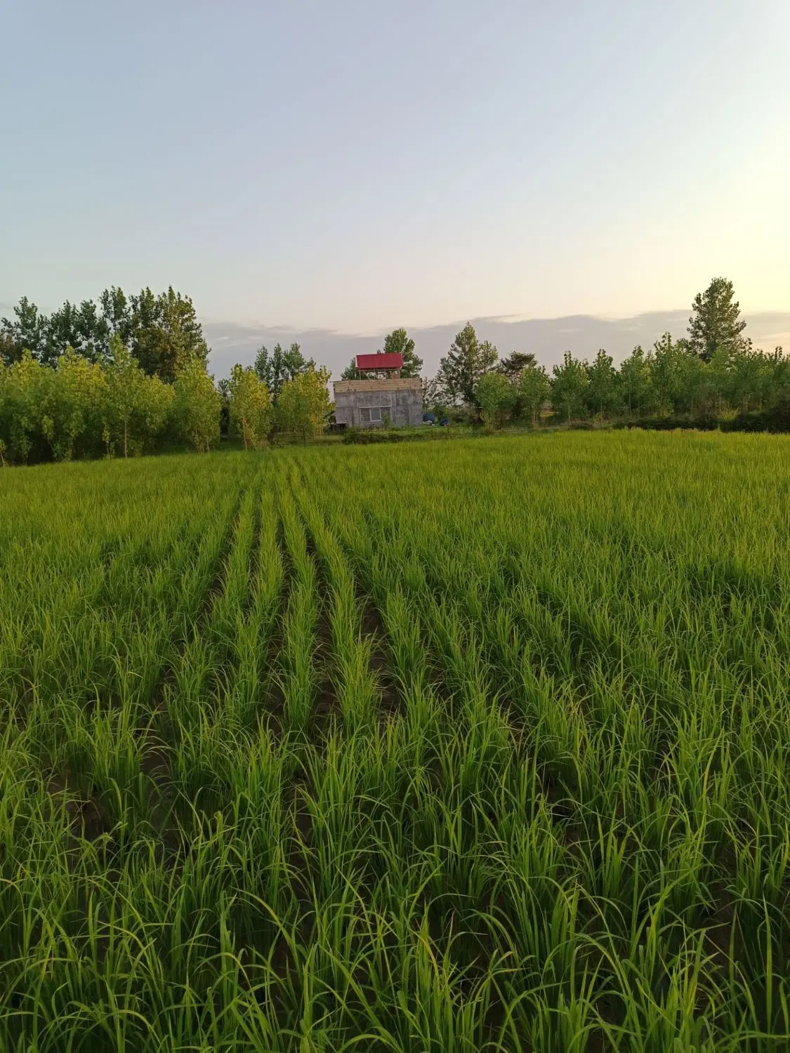 زمین زراعی پرمحصول،
