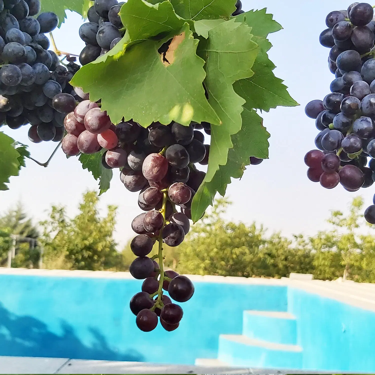باغ 1700متری استخردار در بهاران،معاوضه باماشین،ملک