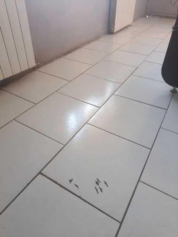 همخونه