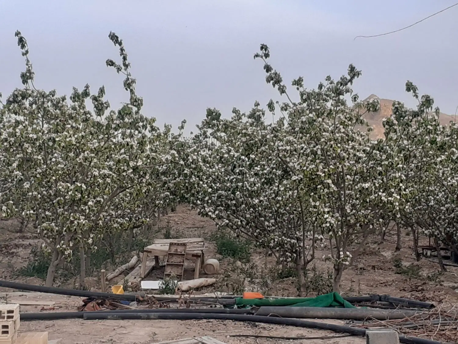فروش باغ  ۱۷۰۰متری