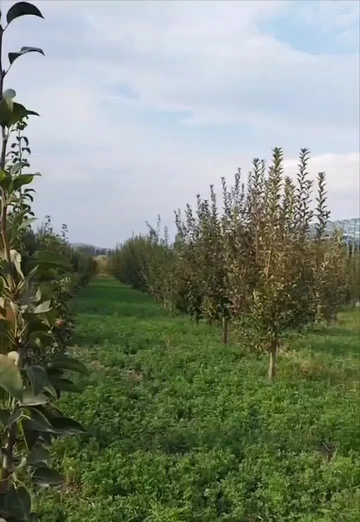 فروش ۳۱۰۰ متر باغچه سیب و گلابی_ باراندوز