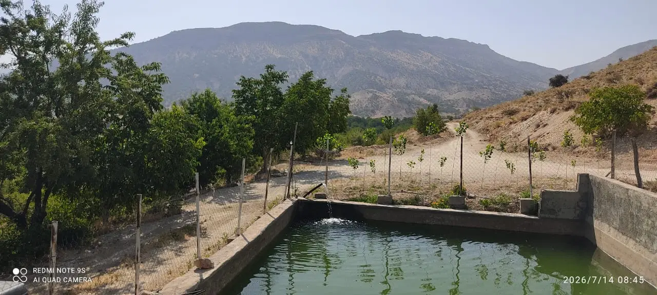 فروش باغ گردو در روستای خوش آب و هوای وزگ یاسوج
