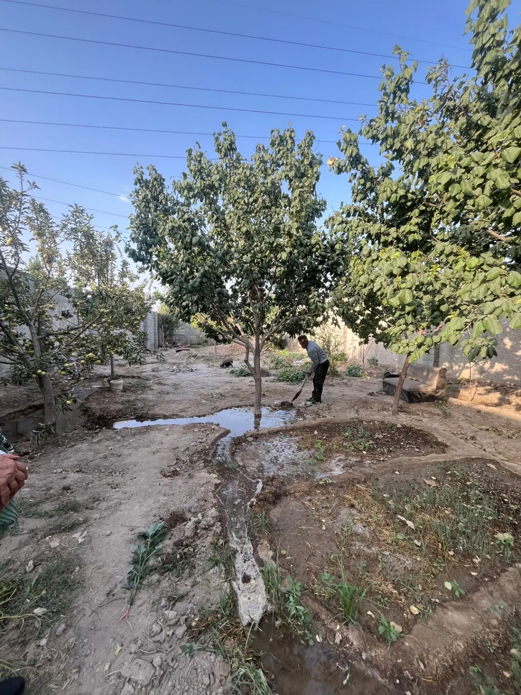 باغچه