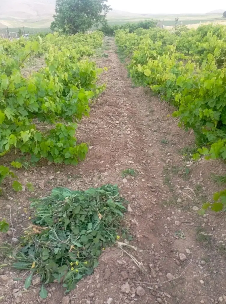 یک قطعه زمین باغ واقع در روستای حسن آباد کمالوند