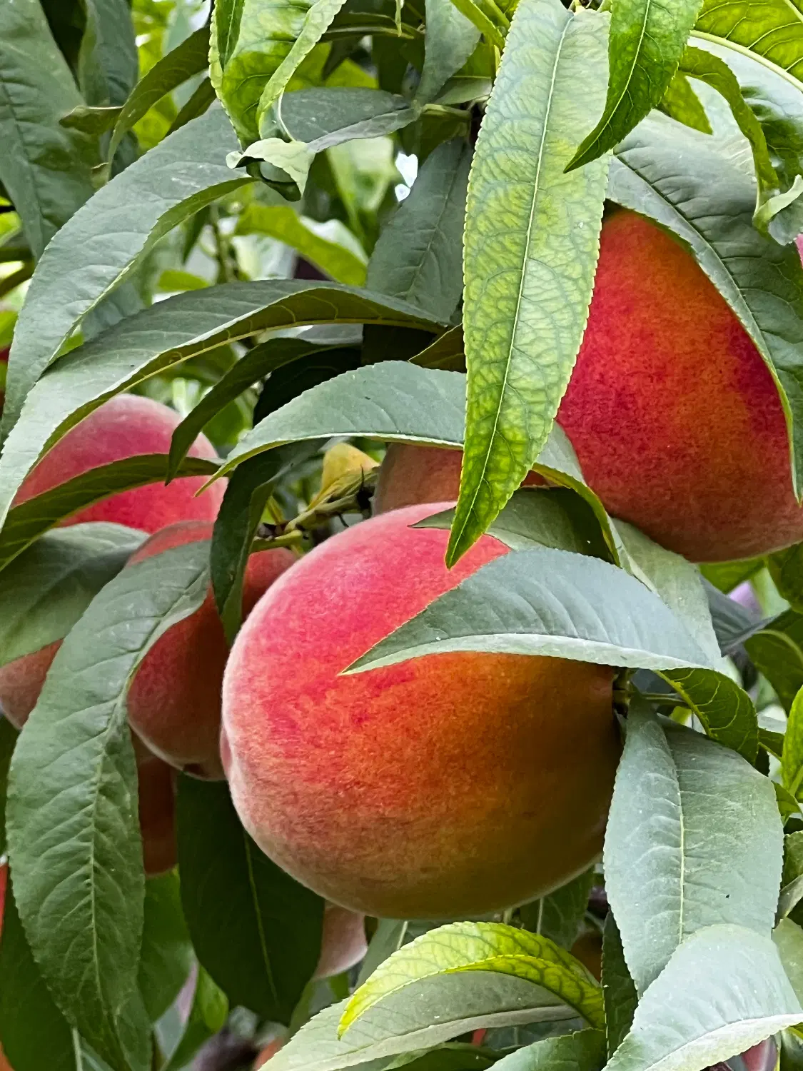 باغ باغچه زمین جاده سنتو تازه کند