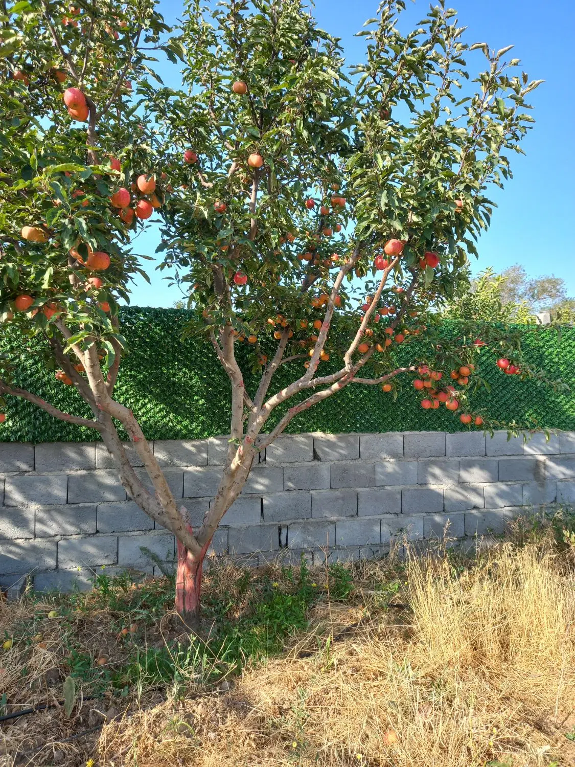 باغ دارای برق و آب قطره ایی در جانبهان