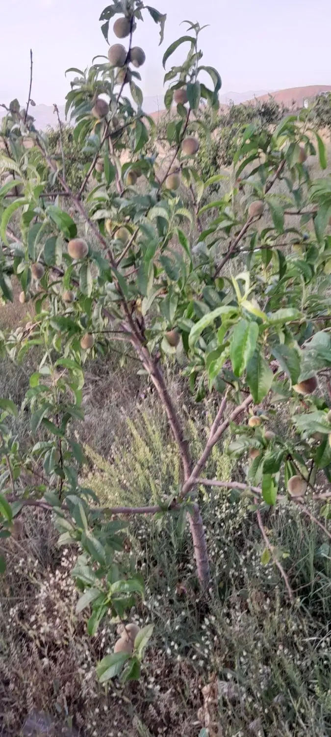 باغ در دیزج بالا