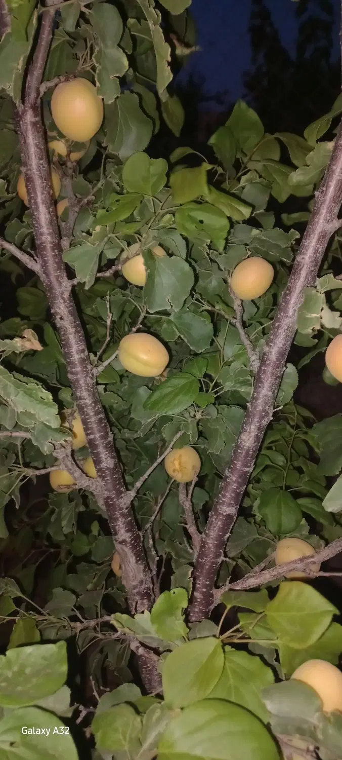 باغ در شورین
