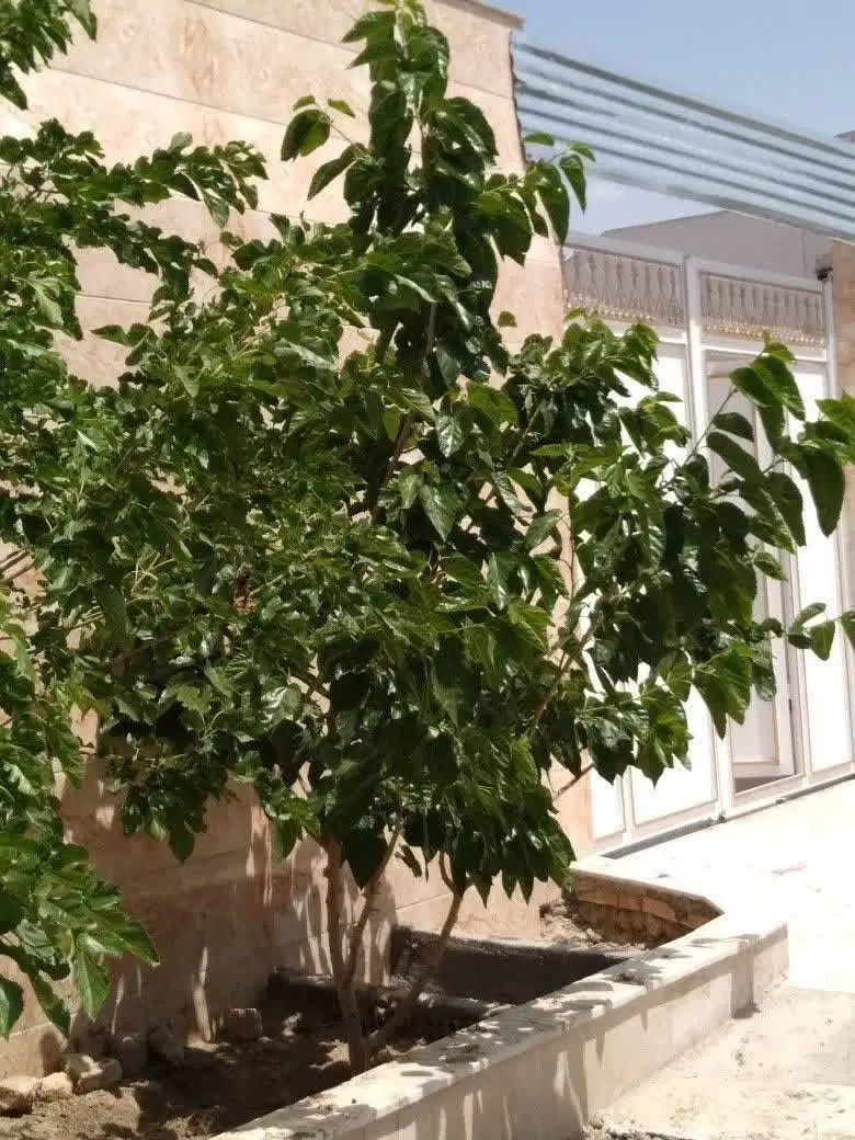 باغ ویلا۴۰۰متری