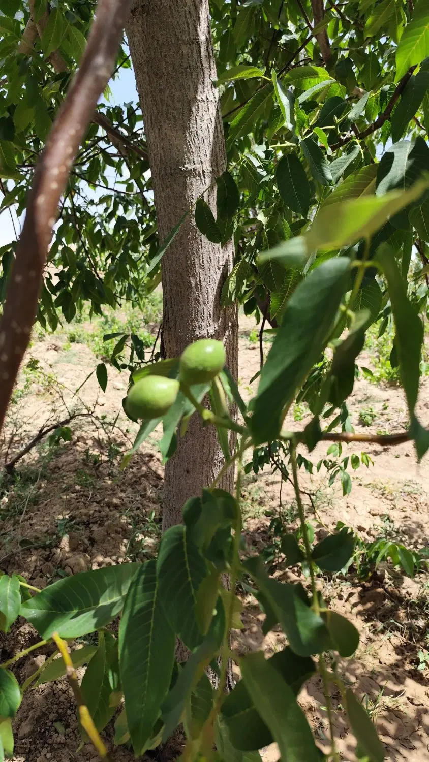 باغ حیران
