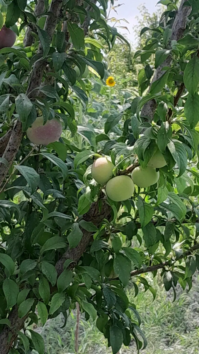 باغ ۱۲۰۰متری