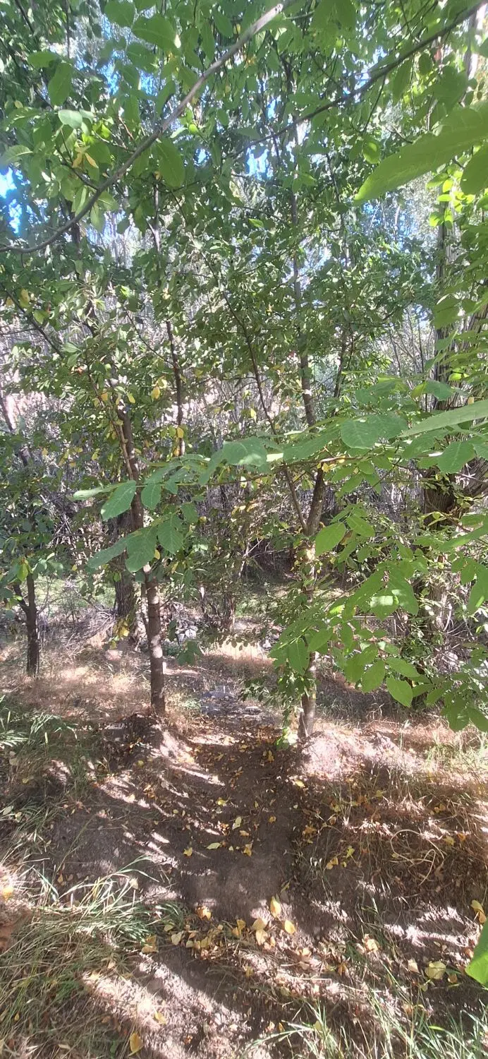 فروش باغ در روستای گلهرود