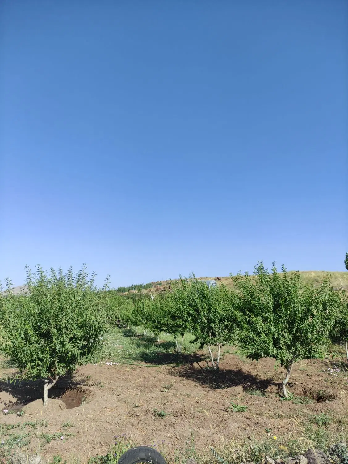 فروش ویژه باغ روستای زرشک دریابک