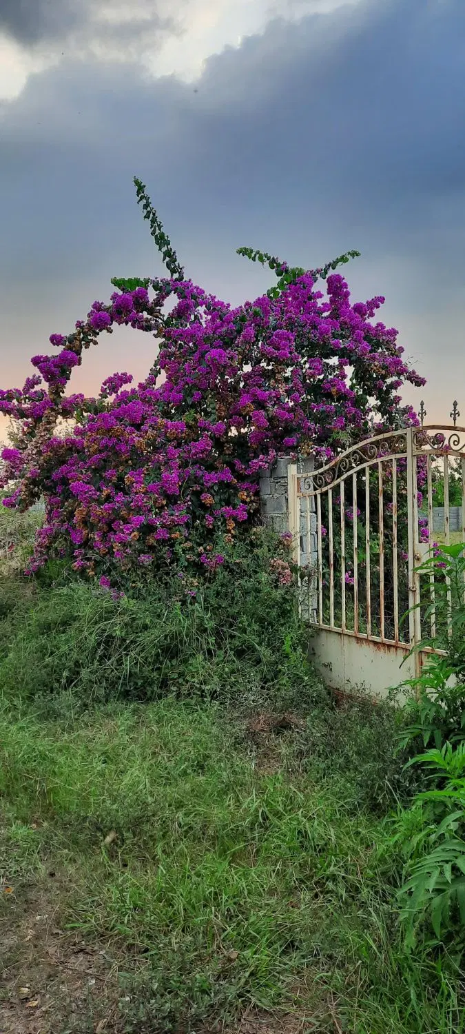 فروش فوری یک قطعه زمین در روستای سائیچ محله
