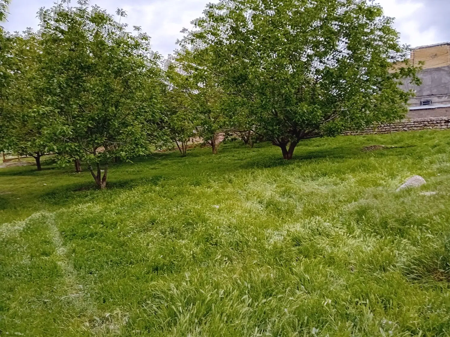 ۳۱۰۰ متر باغ ویلای گردو روستا ریمله