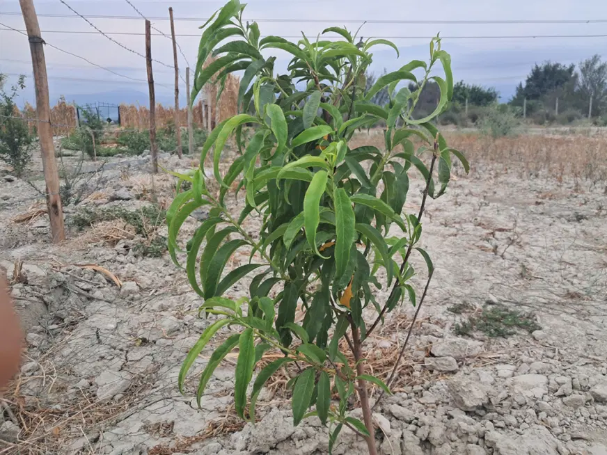 زمین باغی
