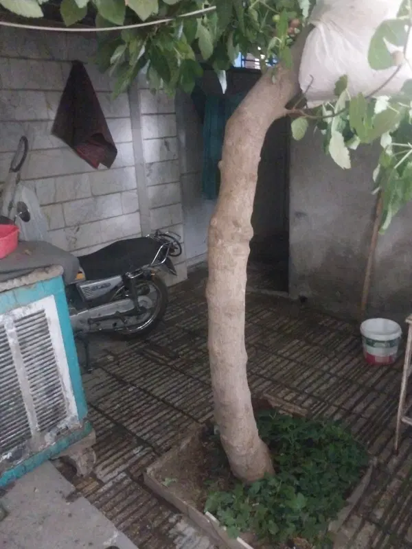 اجاره  هم خونه