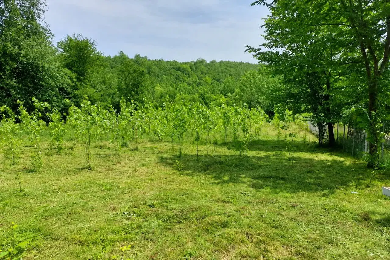 ۴۰۰ متر زمین باغی روستای کچا