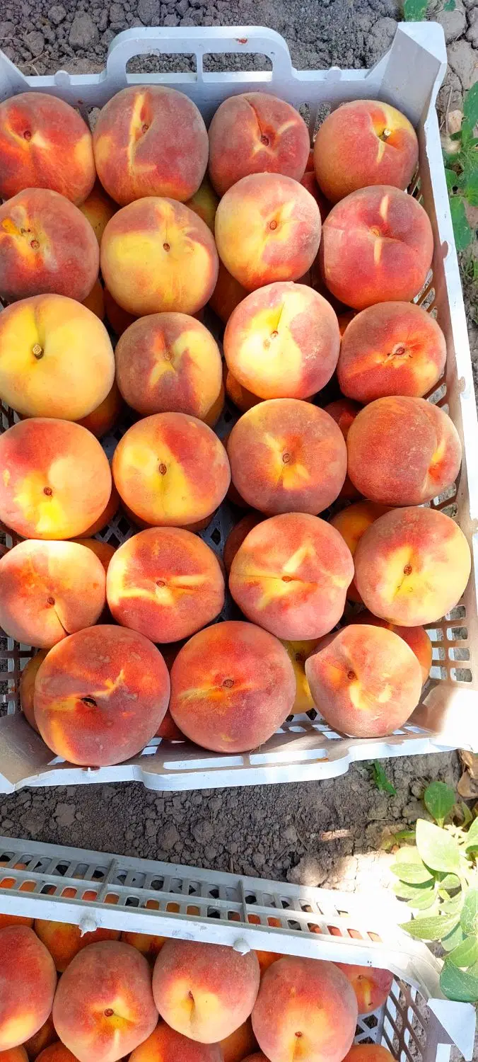 باغ و باغچه در اردوشاهی کوی صبا