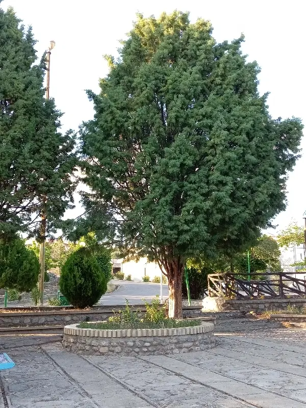 زمین وایقان