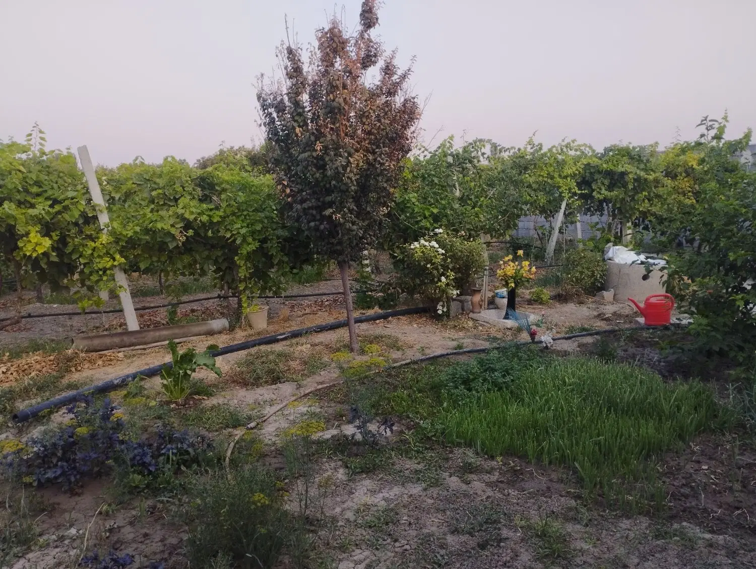 باغ 4500 متری شهید کلانتری