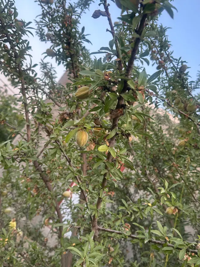 باغچه ۵۰۰ متر آب وبرق دار با درختان بارده۹۸۰میلیون