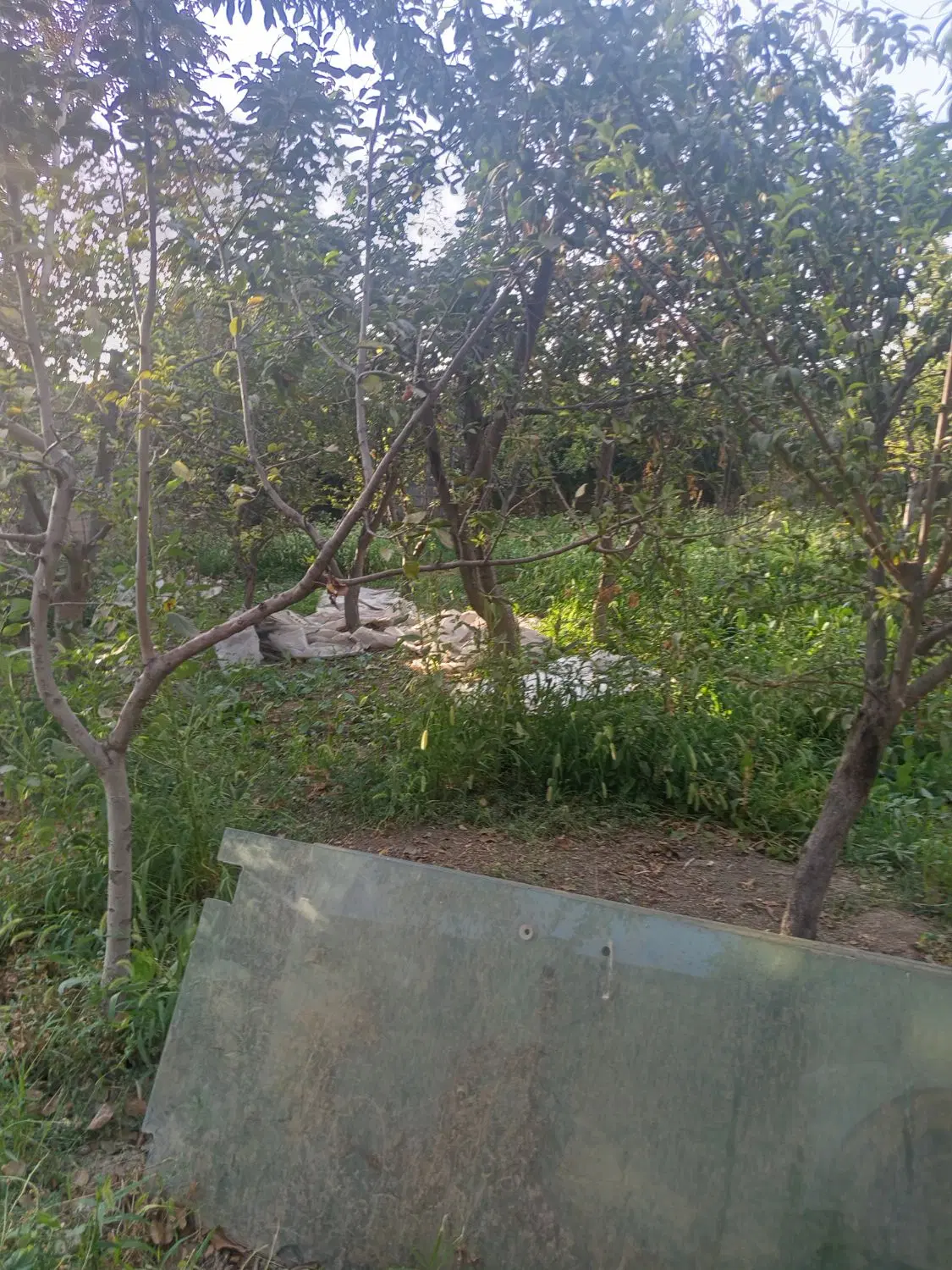 باغچه