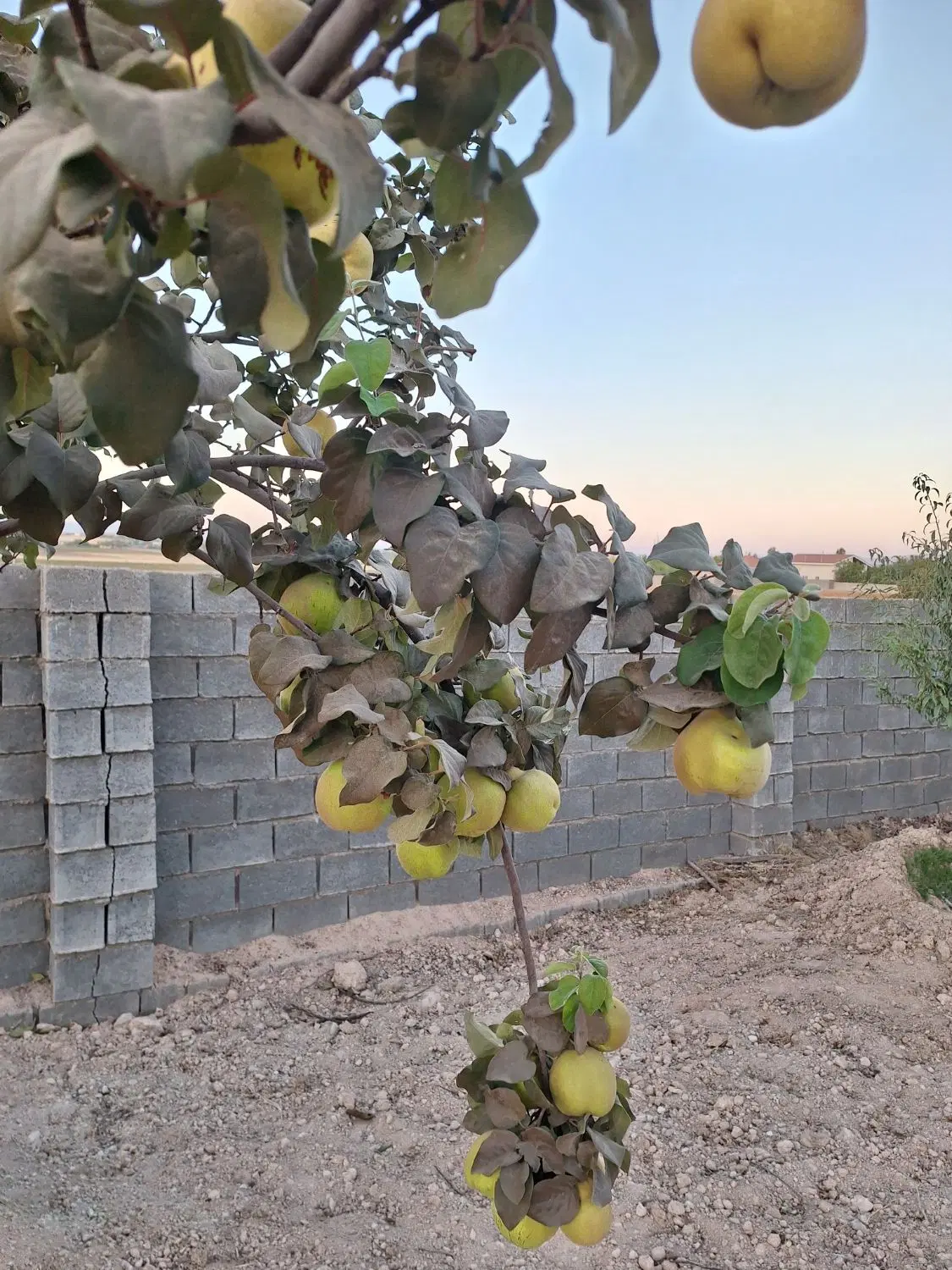 باغ قره چمن
