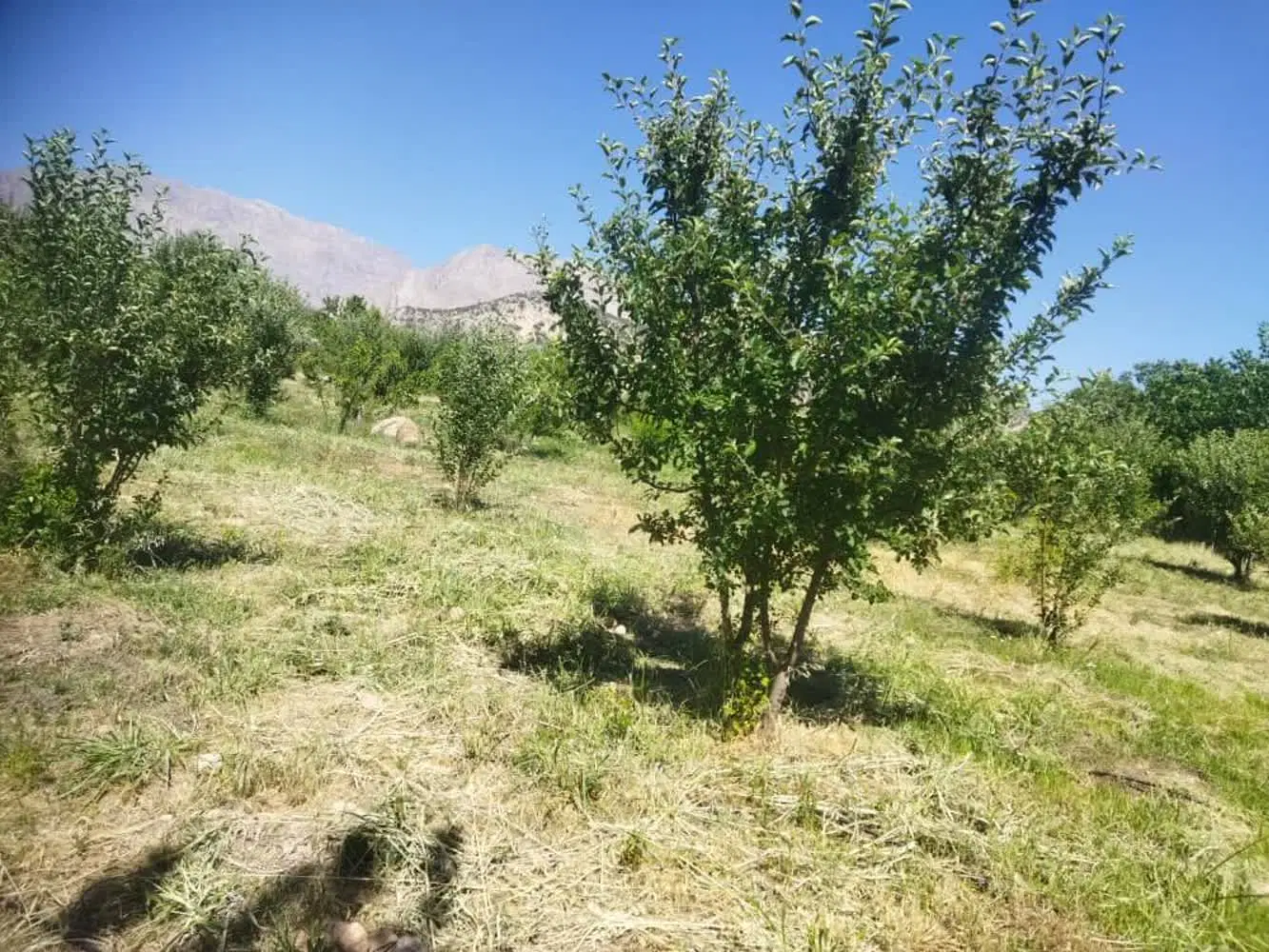 فروش باغ میوه در  سی سیخت